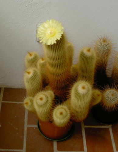 Picture of plant