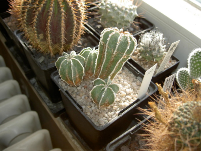 Picture of plant