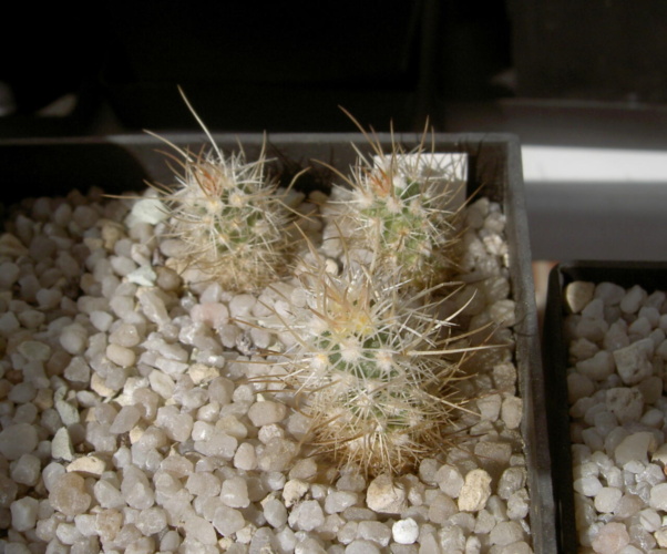 Picture of plant
