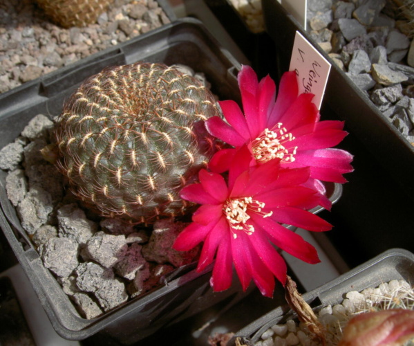 Picture of plant