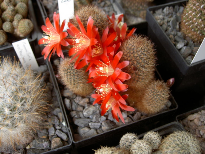 Picture of plant