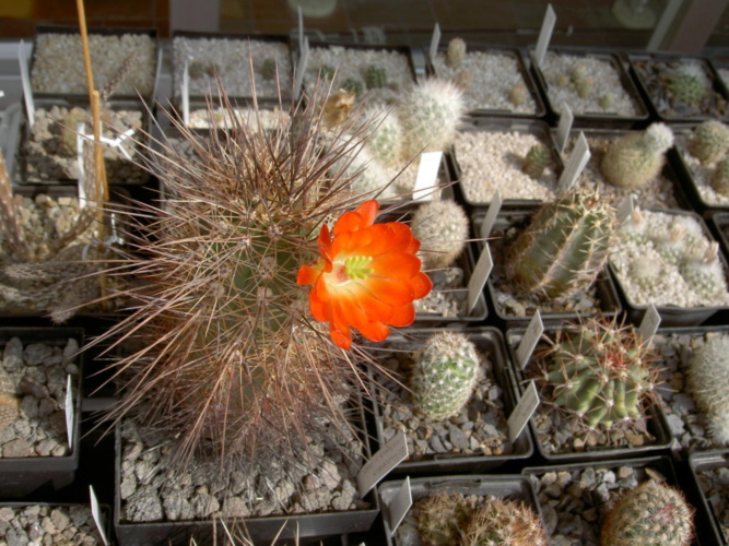 Picture of plant