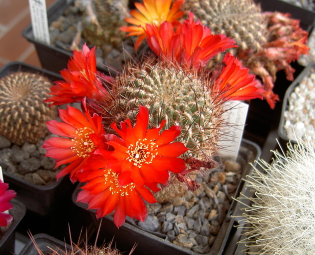 Picture of plant