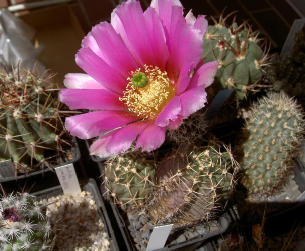 Picture of plant