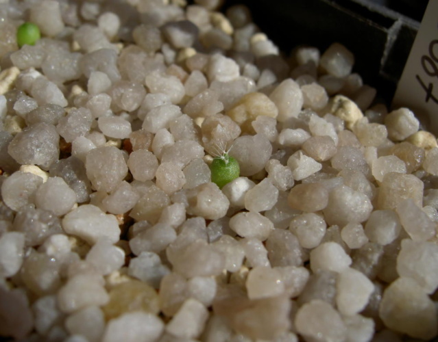 Picture of plant