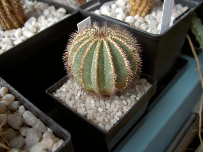 Picture of plant