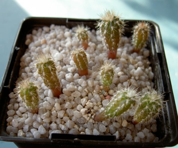 Picture of plant