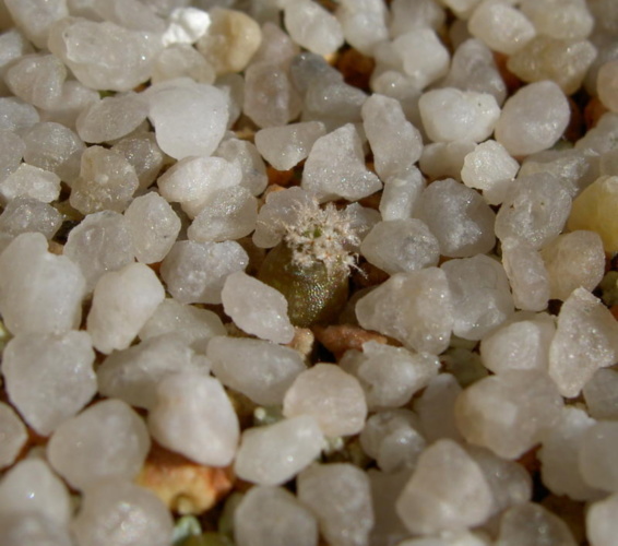 Picture of plant