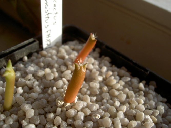 Picture of plant