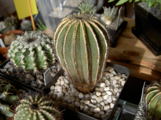 Picture of plant