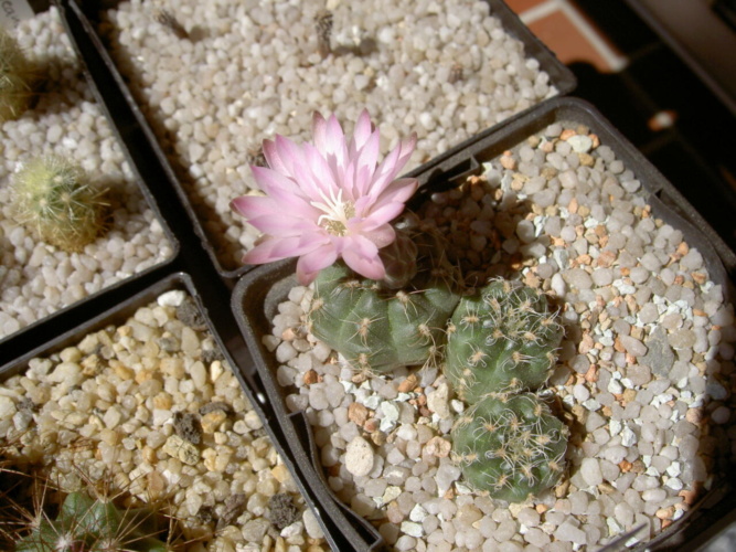 Picture of plant