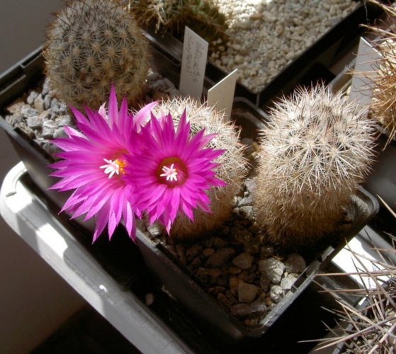 Picture of plant