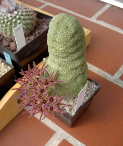 Picture of plant