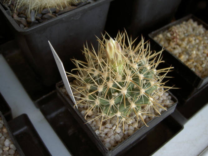 Picture of plant