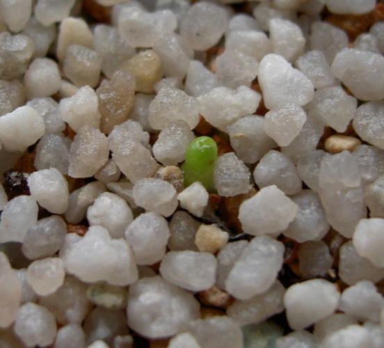 Picture of plant