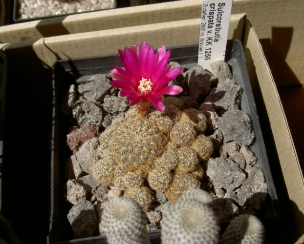 Picture of plant