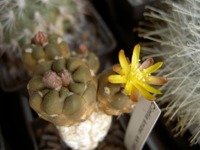 Picture of plant