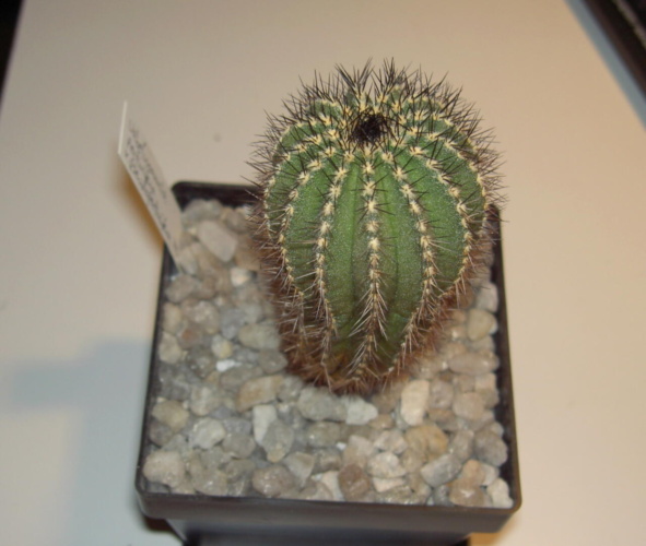 Picture of plant