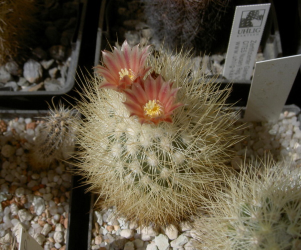 Picture of plant
