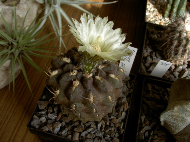 Picture of plant