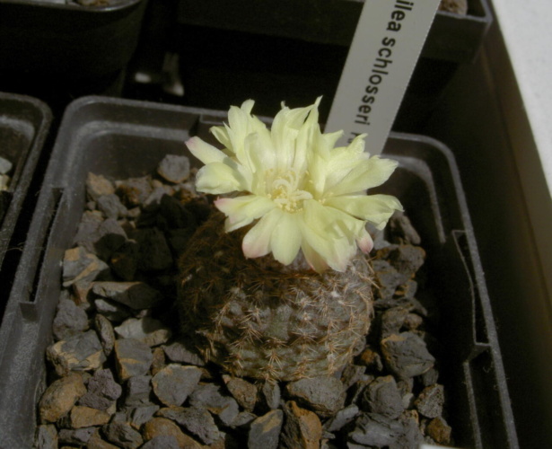 Picture of plant