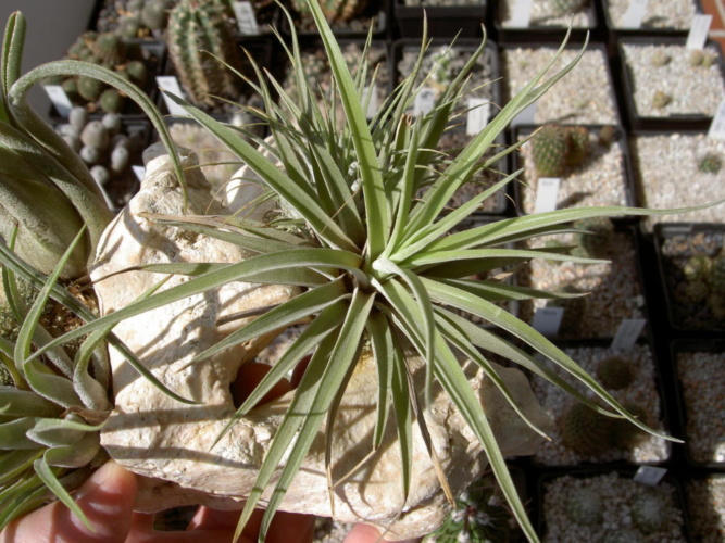 Picture of plant