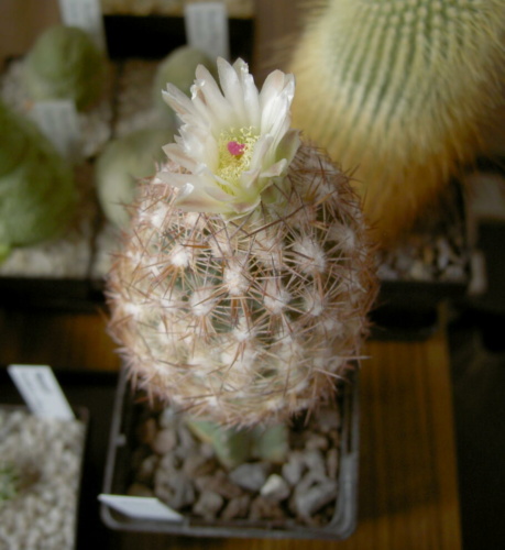 Picture of plant
