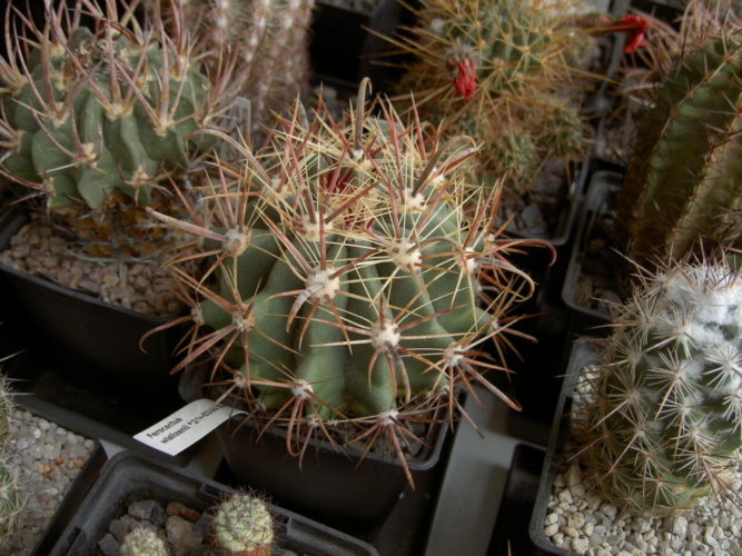 Picture of plant