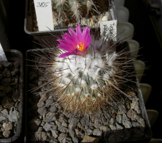 Picture of plant