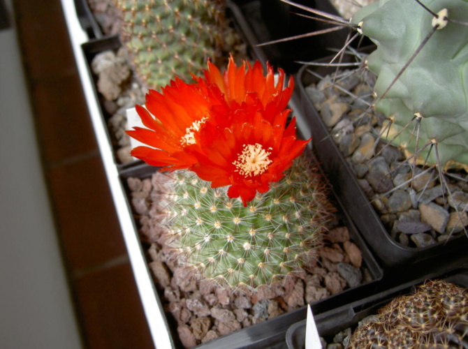 Picture of plant
