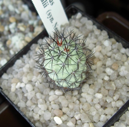 Picture of plant