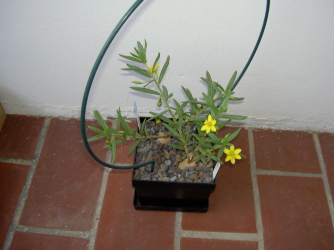 Picture of plant