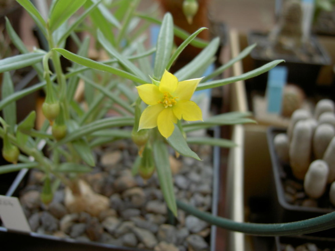 Picture of plant