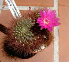 Picture