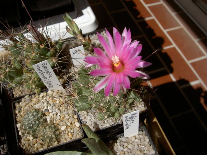 Picture of plant