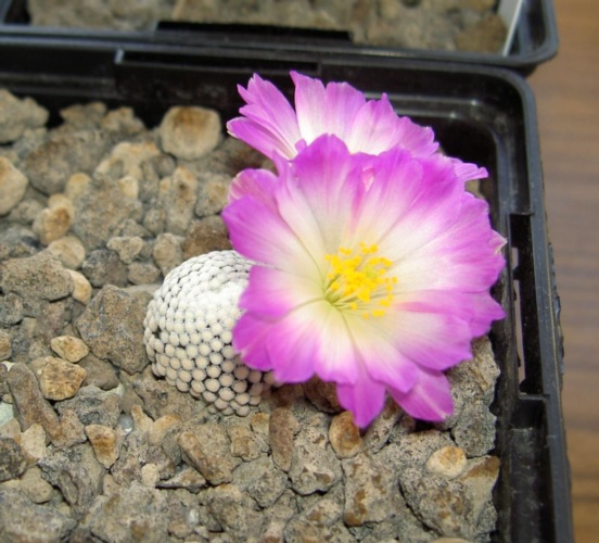 Picture of plant