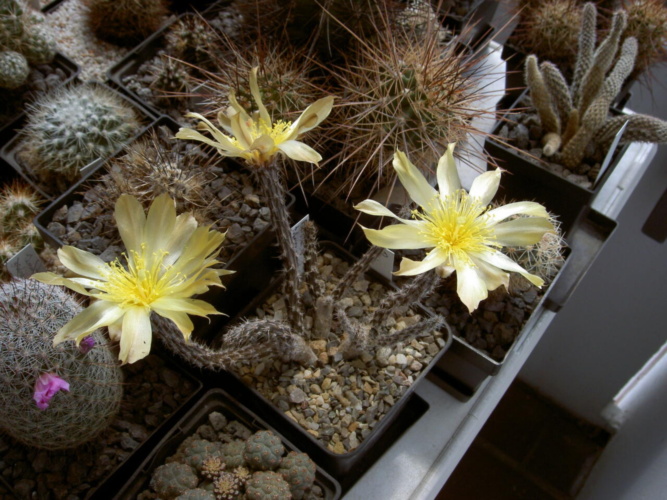 Picture of plant