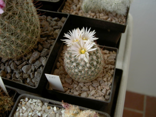 Picture of plant
