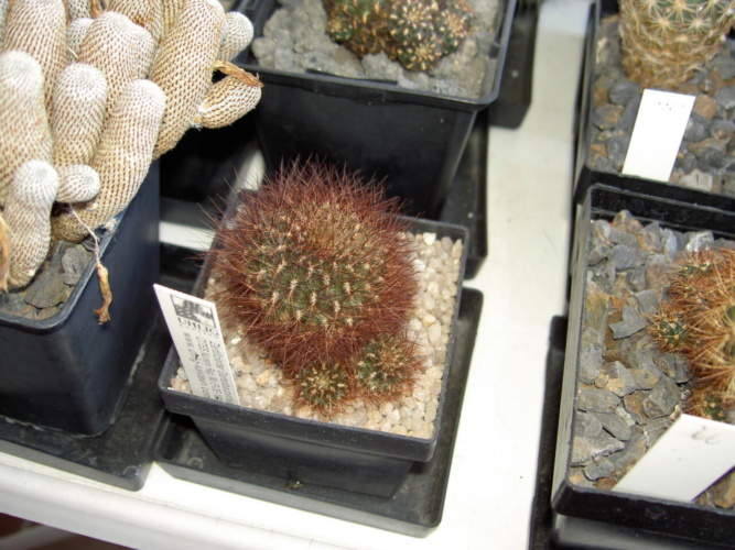 Picture of plant