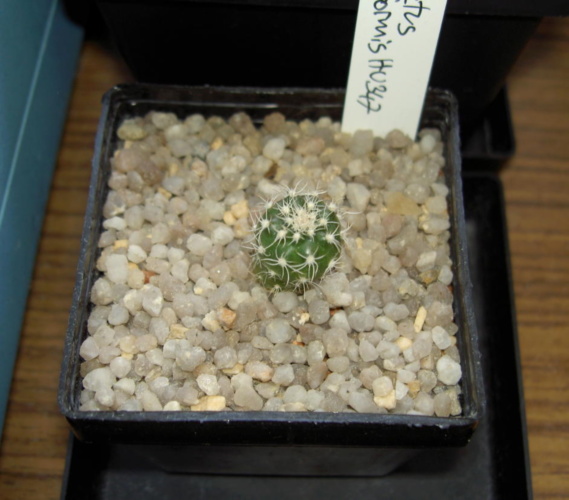Picture of plant