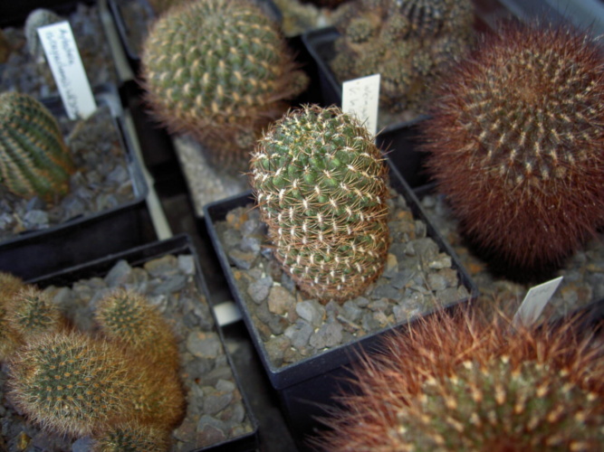 Picture of plant