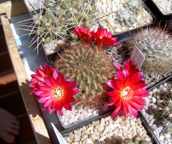 Picture of plant
