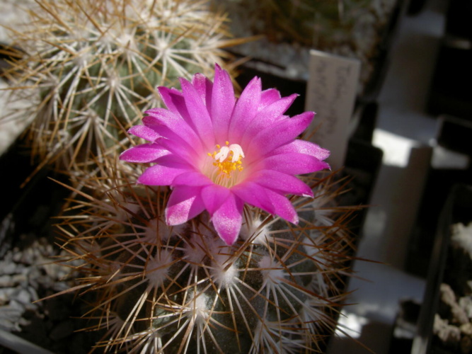 Picture of plant