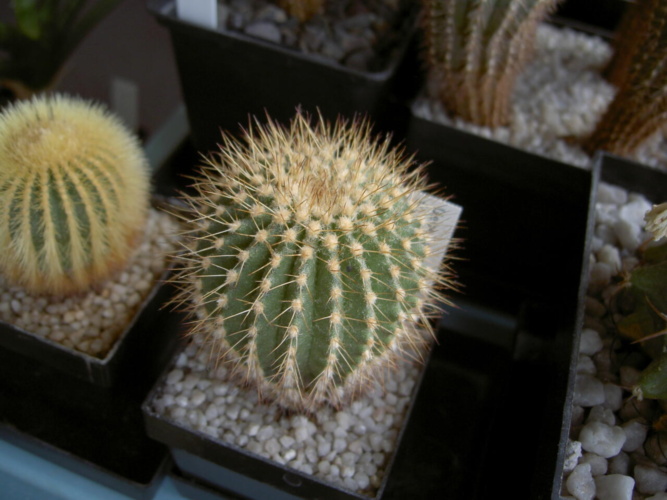 Picture of plant
