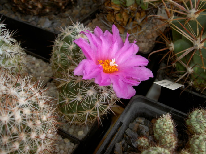 Picture of plant