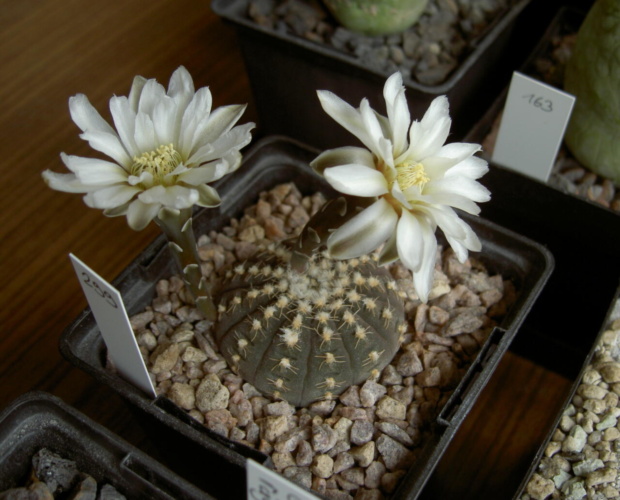 Picture of plant