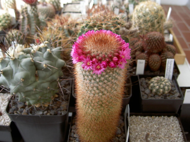Picture of plant