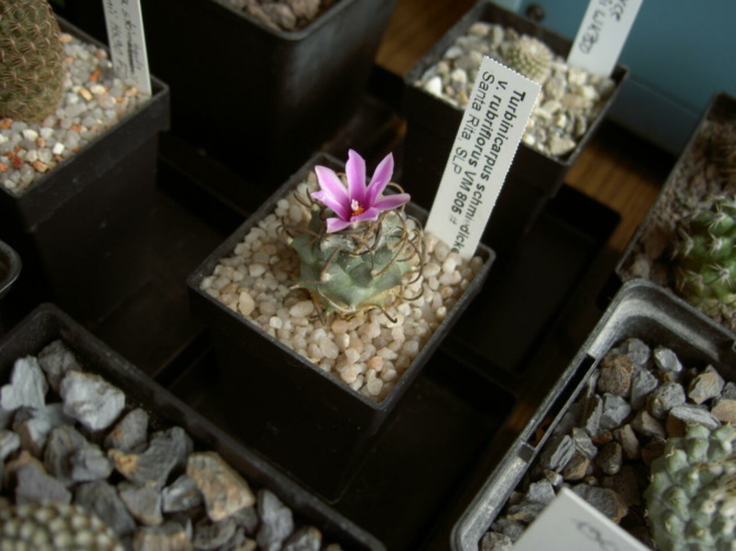 Picture of plant
