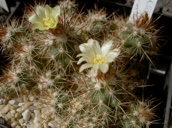 Picture of plant
