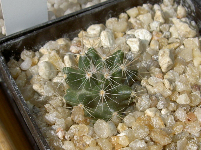 Picture of plant